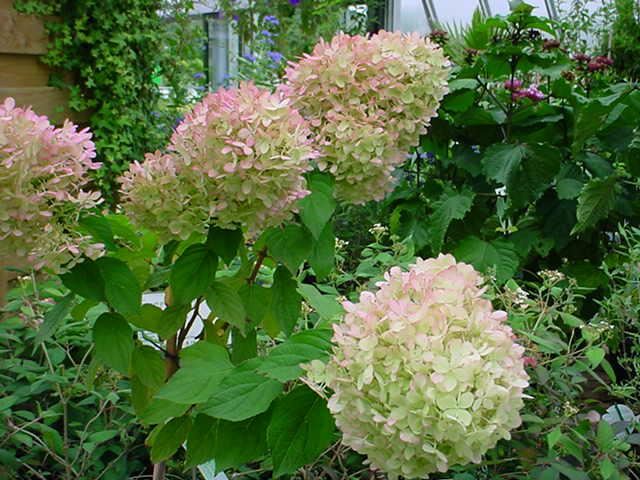 Plantenfiche-Hydrangea-paniculata-Phantom-