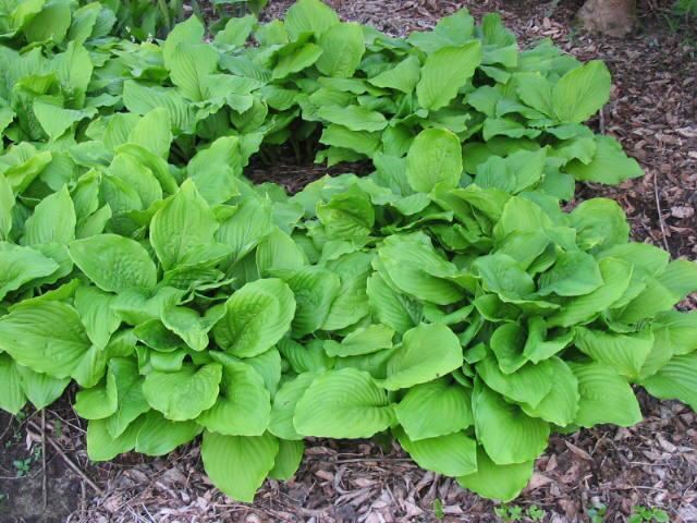 Plantenfiche-Hosta-Honeybells-