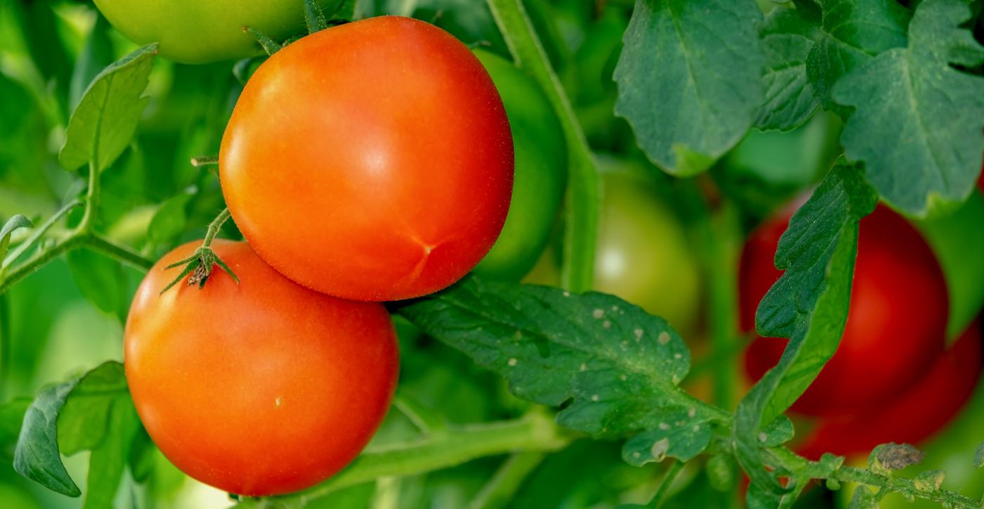 Growing tomatoes red