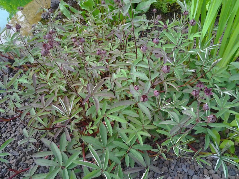 Plantenfiche-Potentilla-palustris