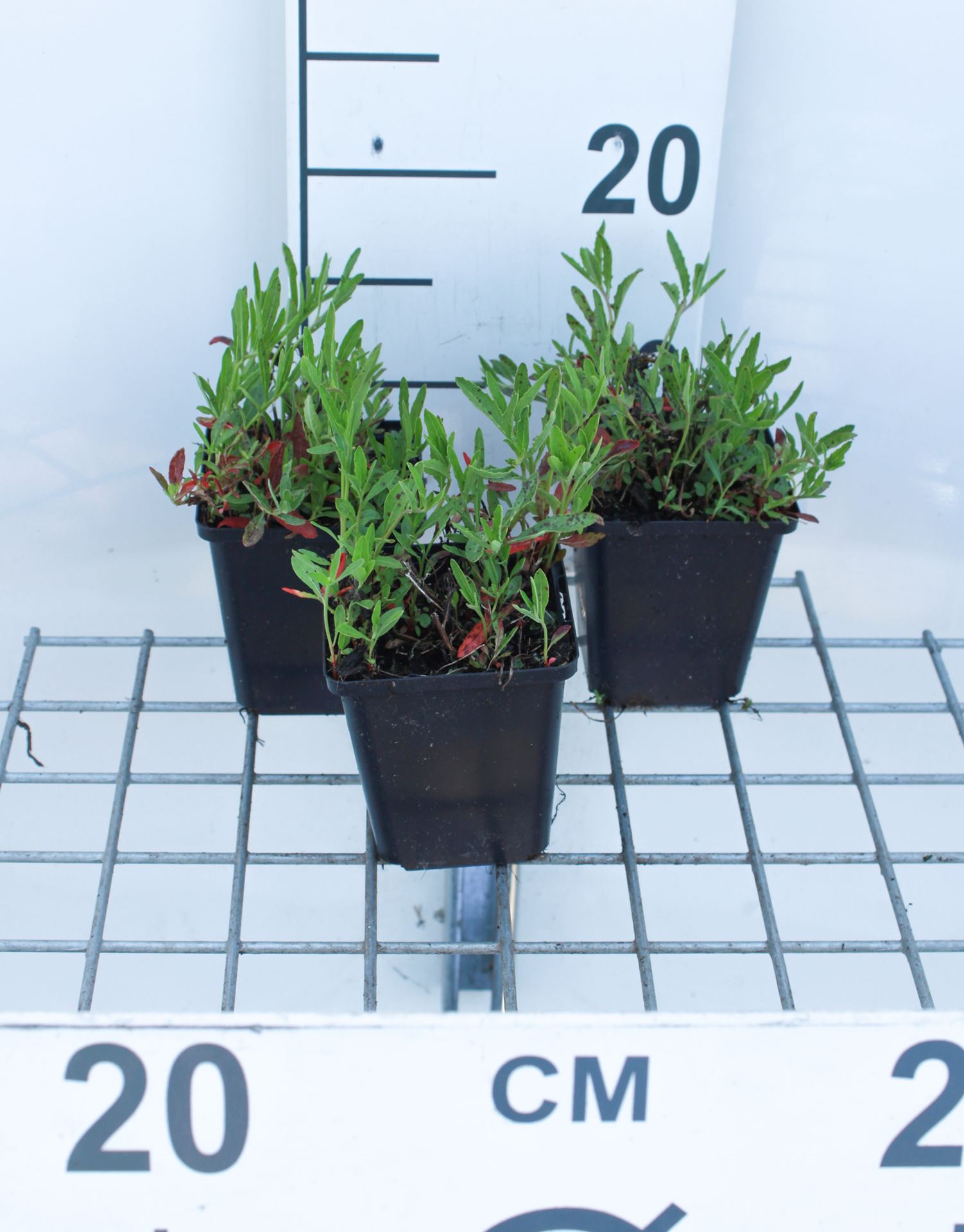 Oenothera speciosa 'Siskiyou' - pot 9x9 cm