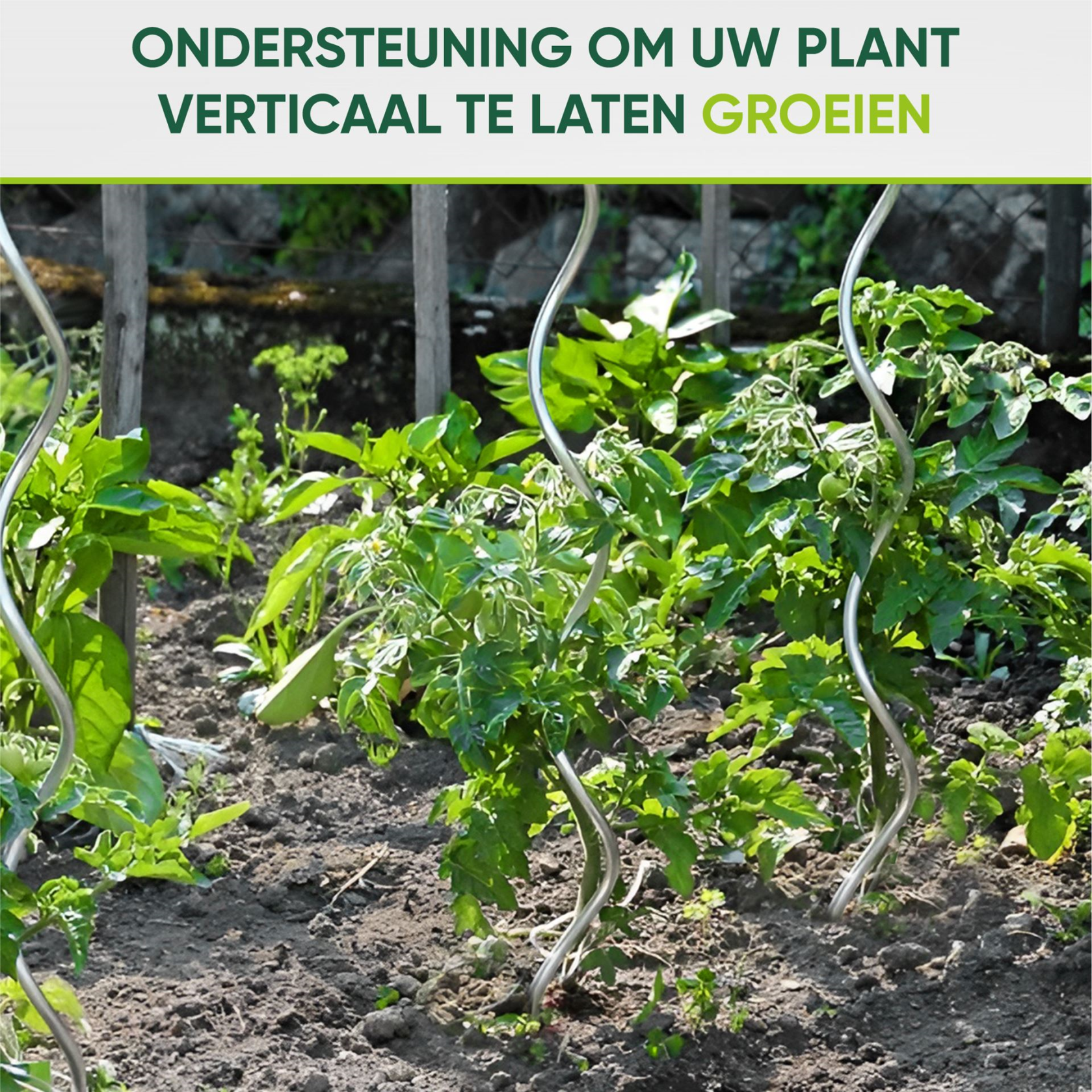 Tomato spiral galvanized - 1m50 - Order per 10 pieces