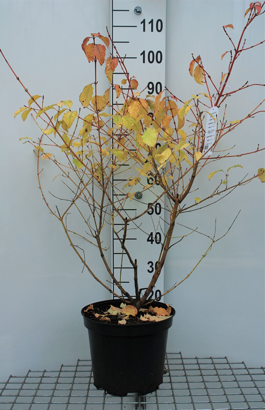 Cornus sanguinea 'Midwinter Fire' - pot 10L - 50-60 cm