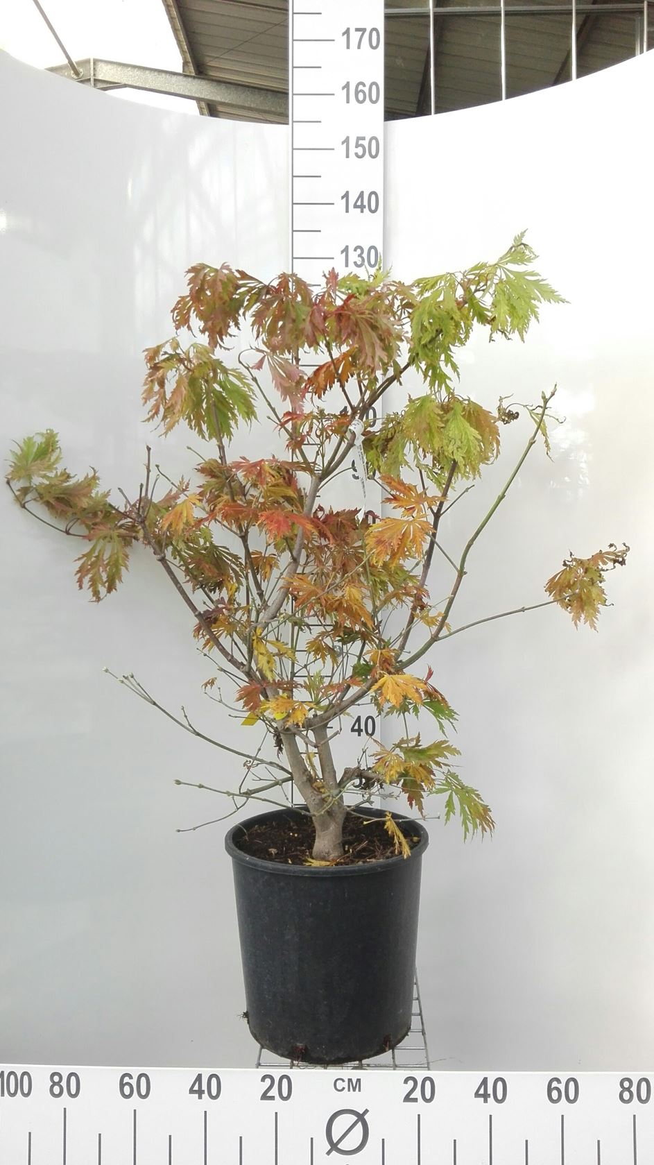 Acer japonicum 'Aconitifolium' - pot 18L - 100-125 cm