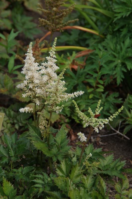 Plantenfiche-Astilbe-Vision-in-White-