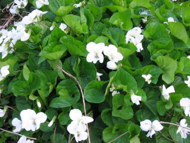 Plantenfiche-Viola-sororia-Albiflora-