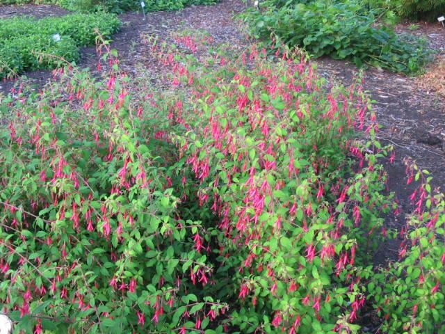 Plantenfiche-Fuchsia-magellanica-var-gracilis