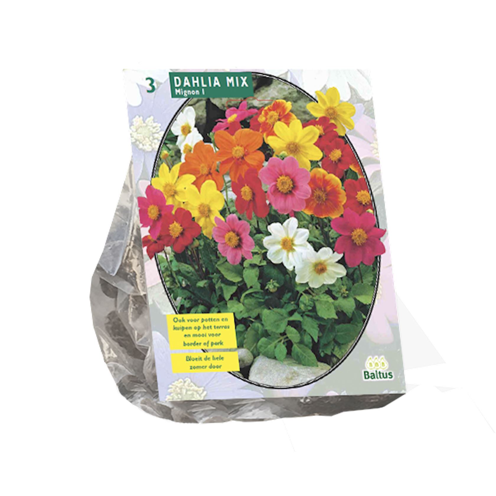 Baltus Dahlia 'Mignon mix' - Voorjaarsbloembollen - Mix per 3 bollen
