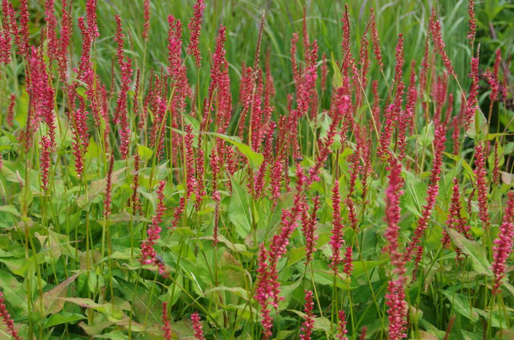 Plantenfiche-Persicaria-amplexicaulis-Orangofield-Orange-Field-