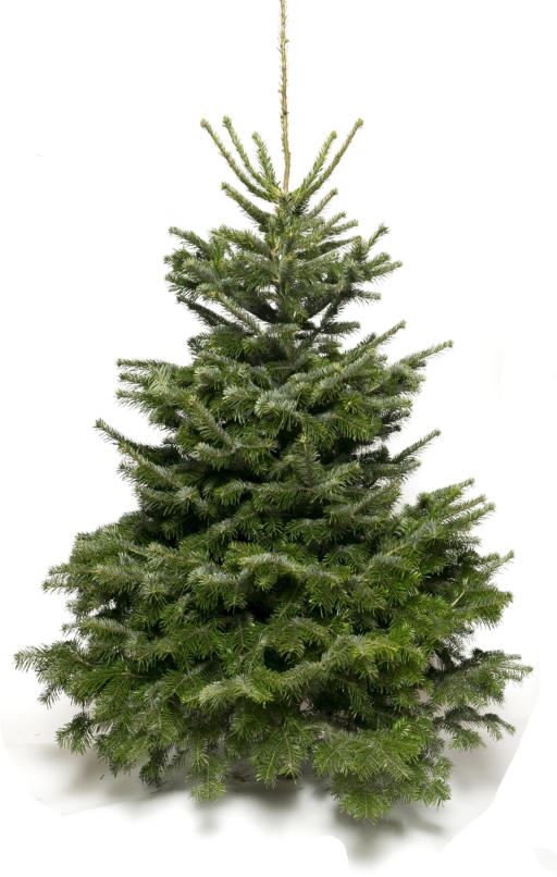 Abies-nordmanniana-125-150-cm-C12