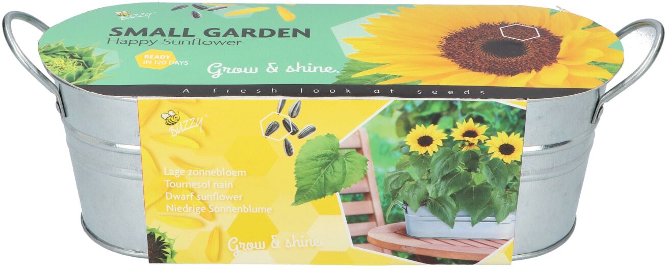 Buzzy-Small-Garden-Happy-Sunflower-6-