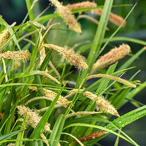 Carex pendula - Biopot ø7 cm