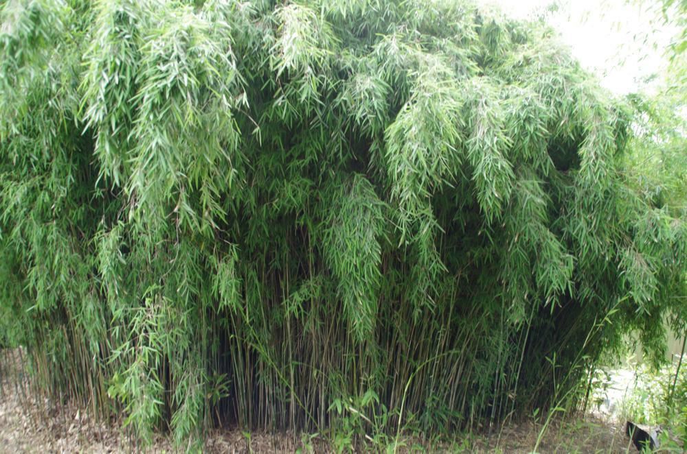 Plantenfiche-Fargesia-Jiuzhaigou-1-
