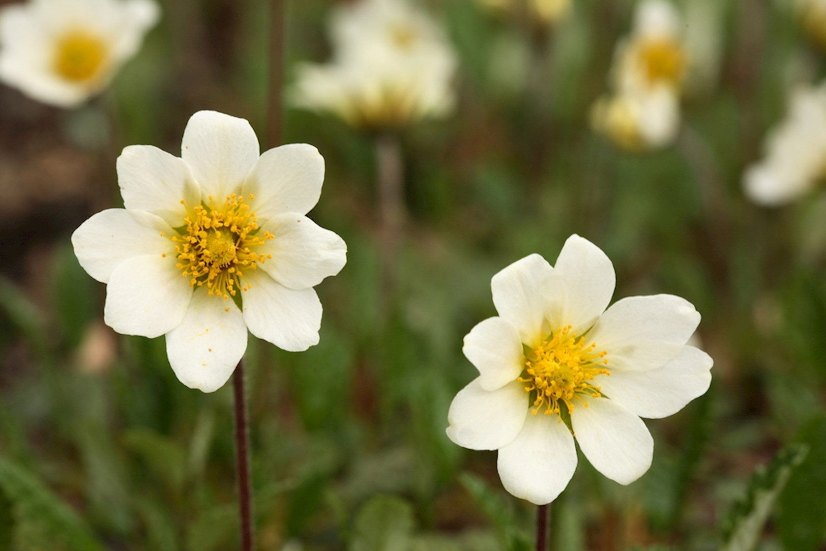 Plantenfiche-Dryas-x-suendermannii