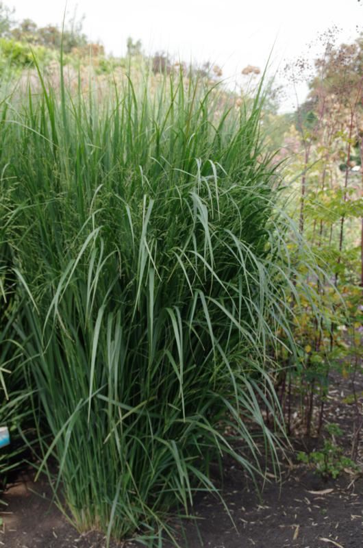 Plantenfiche-Panicum-virgatum-Northwind-