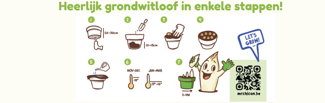 stappenplan grondwitloof kweken