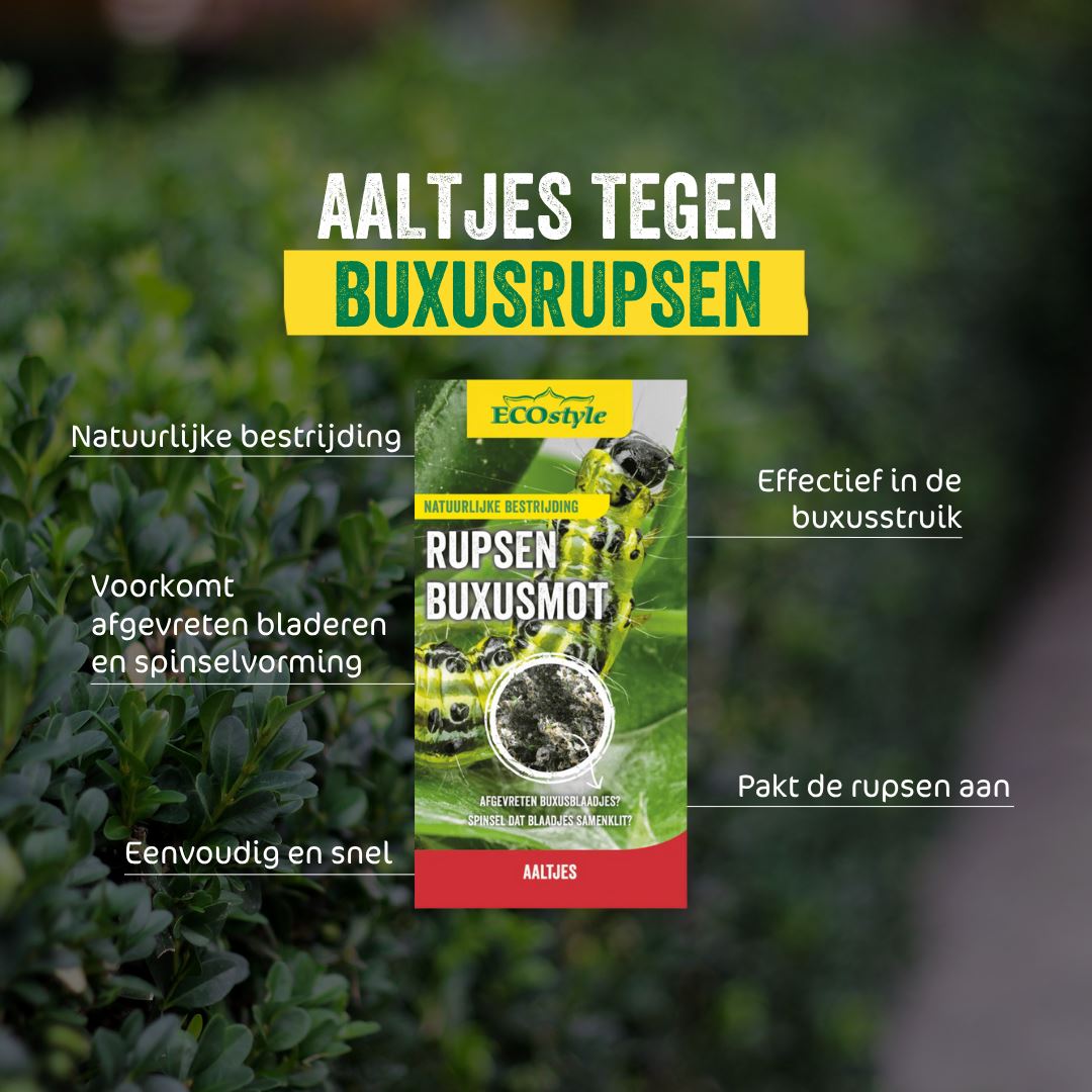 Aaltjes-FC-tegen-rupsen-buxusmot-10-mln-20-m-