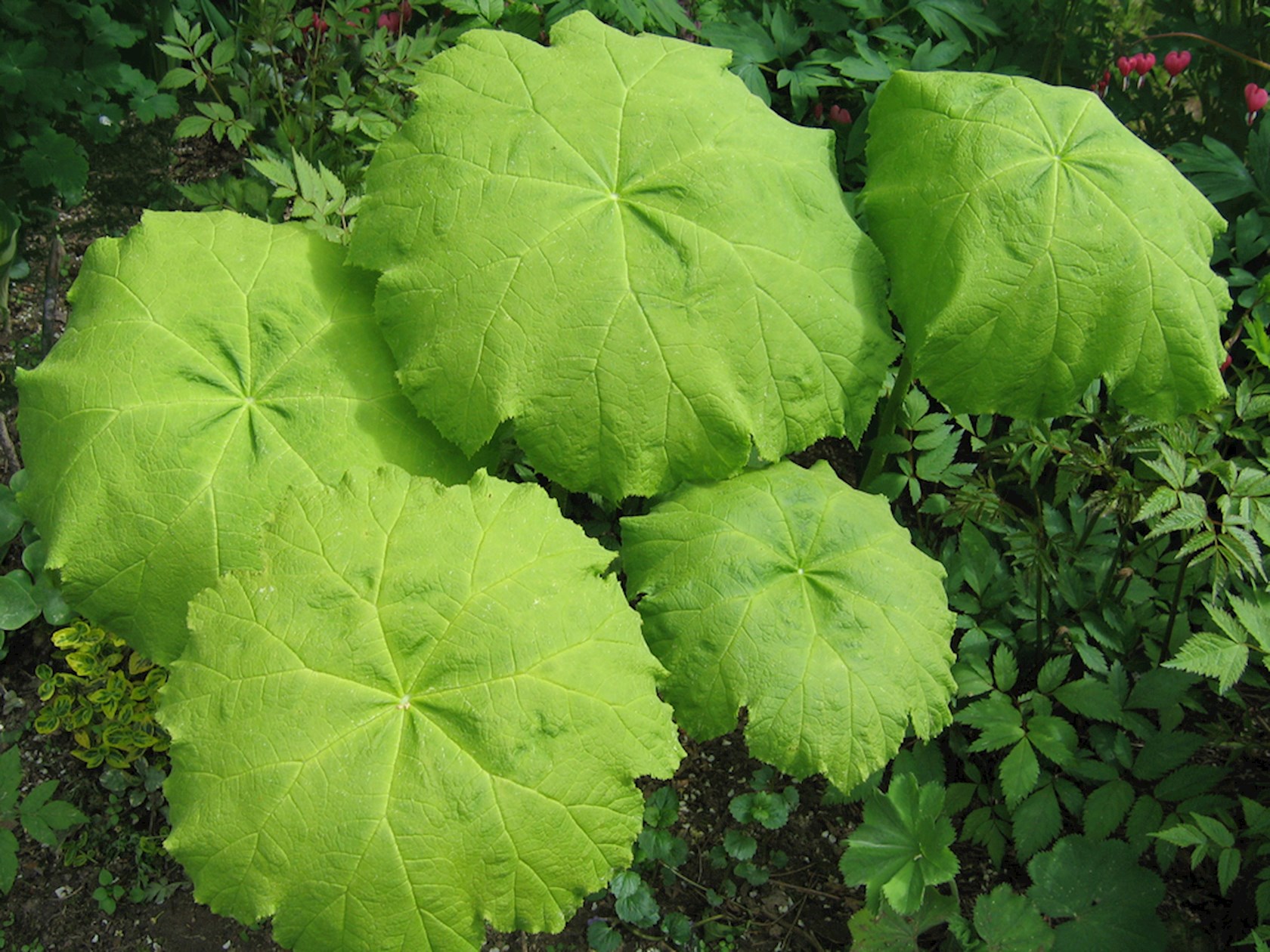 Plantenfiche-Astilboides-tabularis