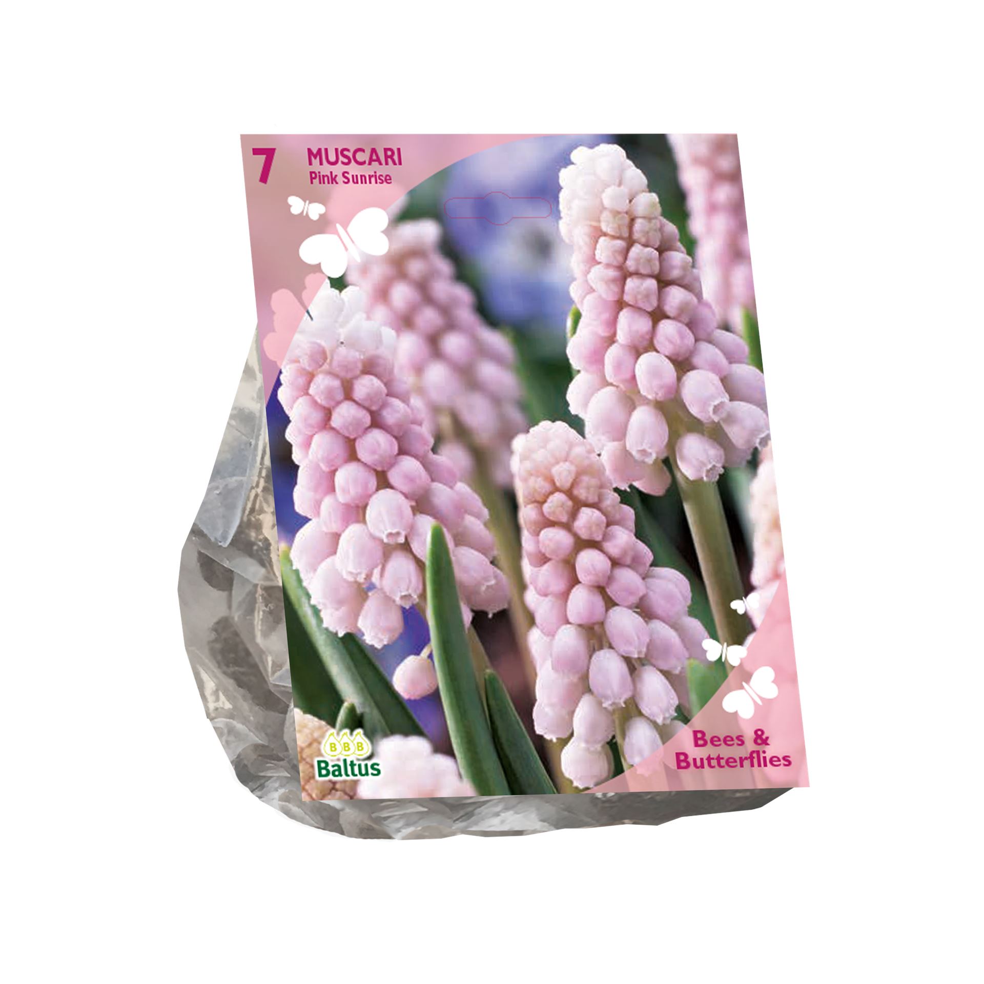 Bees-Butterflies-Muscari-Pink-Sunrise-per-7