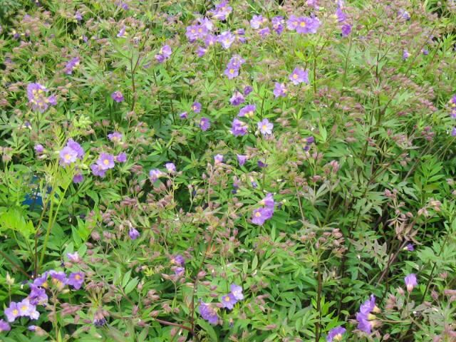 Plantenfiche-Polemonium-reptans-Blue-Pearl-