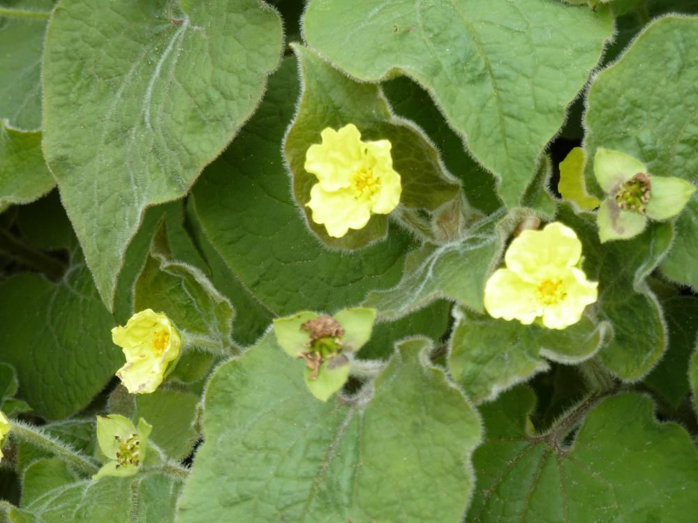 Plantenfiche-Saruma-henryi
