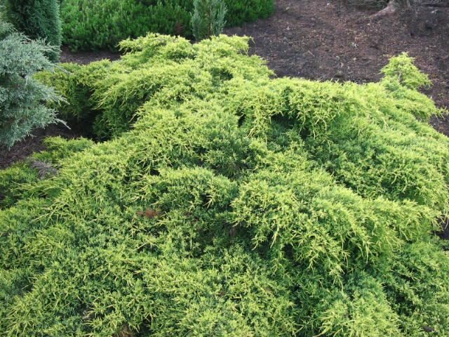 Plantenfiche-Juniperus-x-pfitzeriana-Old-Gold-