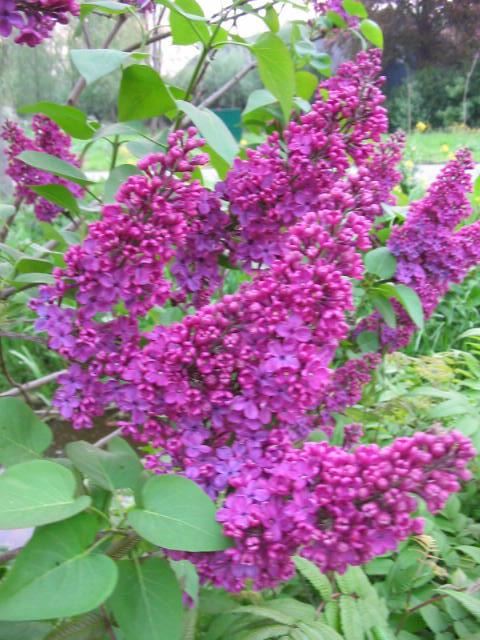 Plantenfiche-Syringa-vulgaris-Andenken-an-Ludwig-Spath-Ludwig-Spaeth-