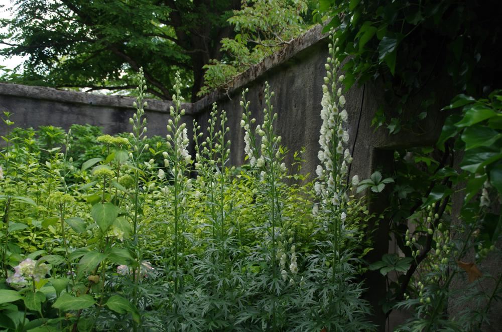 Plantenfiche-Aconitum-napellus-Album-