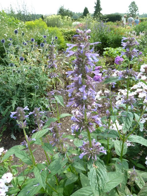 Plantenfiche-Nepeta-kubanica