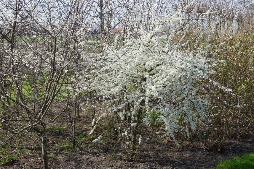 Plantenfiche-Prunus-spinosa