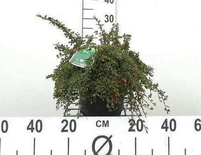 Cotoneaster procumbens 'Streib's Findling' - pot 9x9 cm - 15-20 cm