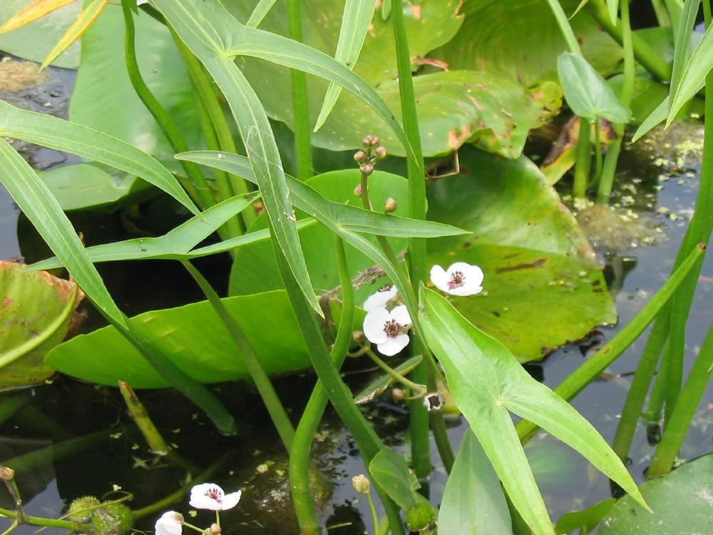 Plantenfiche-Sagittaria-sagittifolia