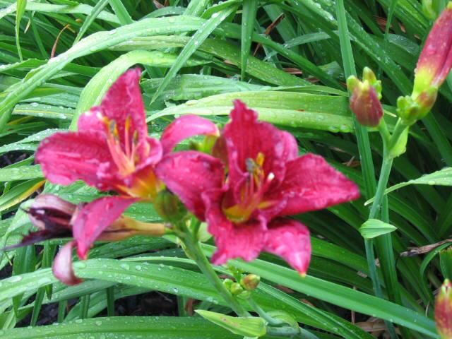 Plantenfiche-Hemerocallis-Pardon-Me-