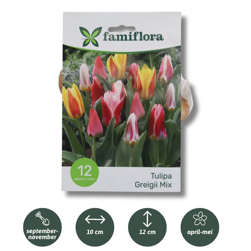 Tulipa-Greigii-Mix-per-12