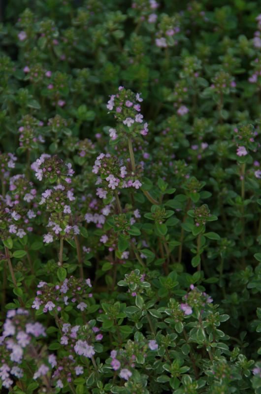 Plantenfiche-Thymus-x-citriodorus-Silver-Queen-Zilverkleurige-citroentijm-
