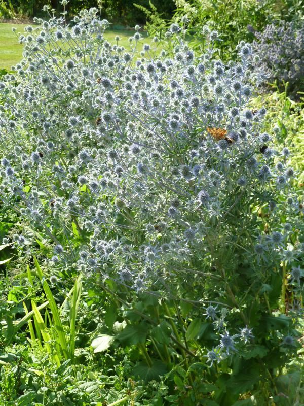 Plantenfiche-Eryngium-planum