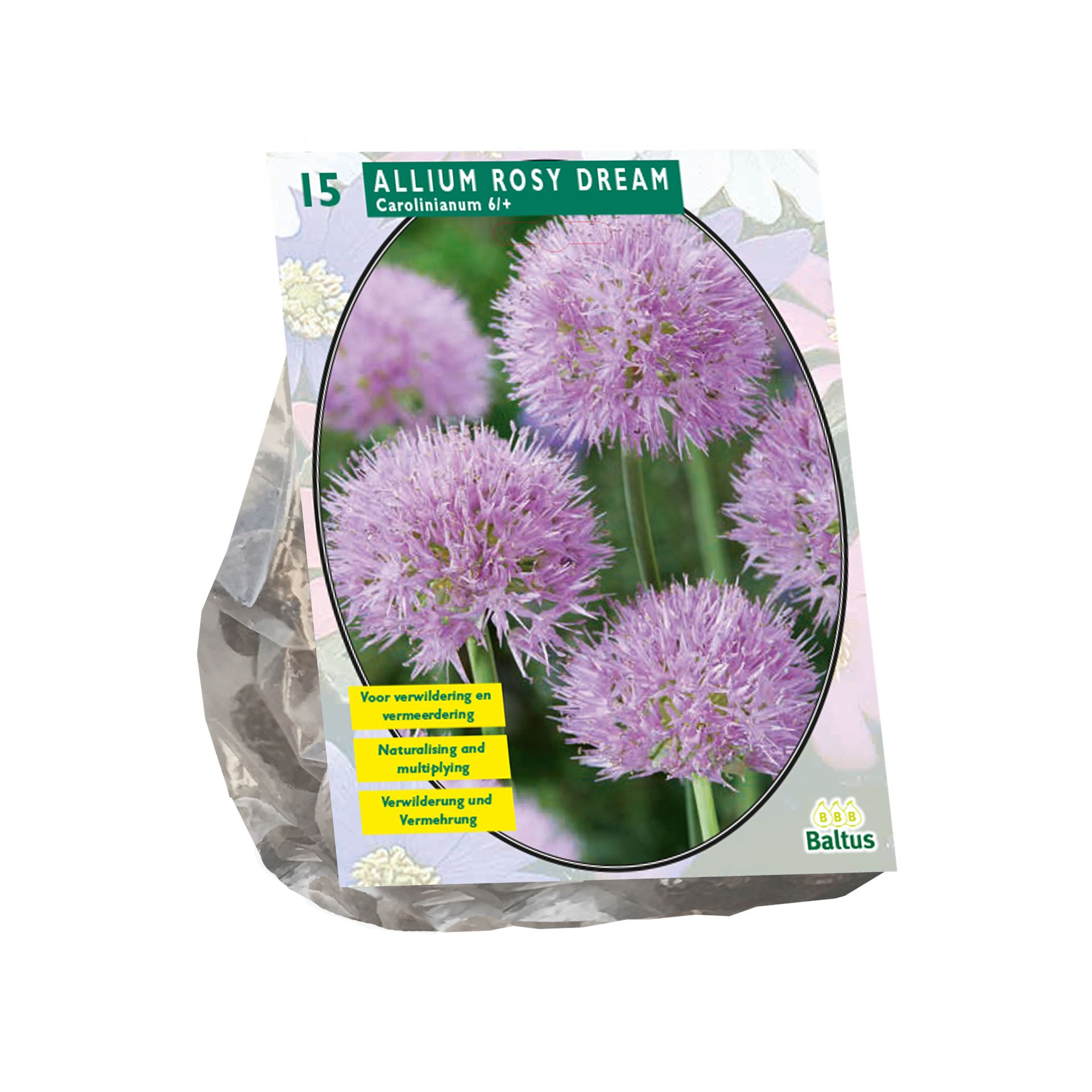 Allium-Rosy-Dreams-per-15