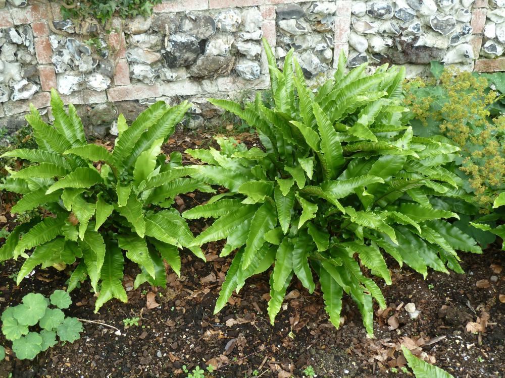 Plantenfiche-Asplenium-scolopendrium