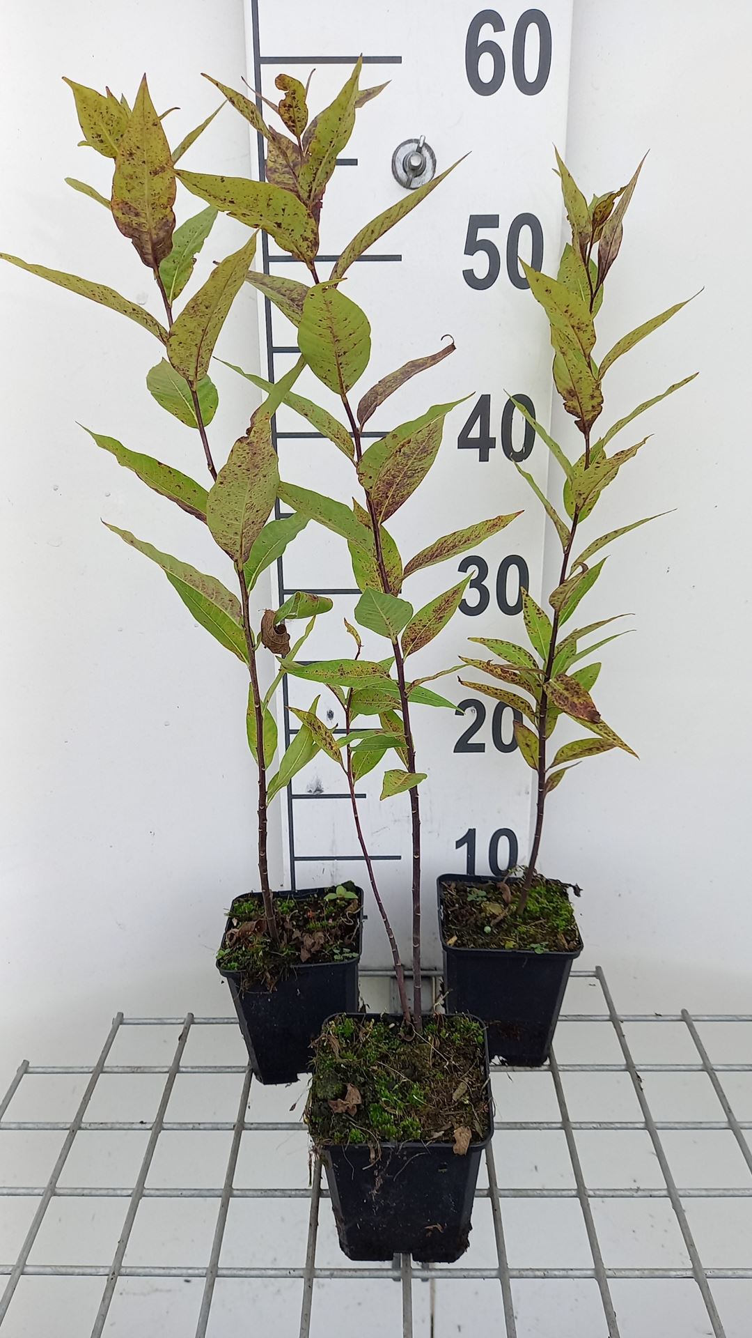 Amsonia illustris - pot 9x9 cm