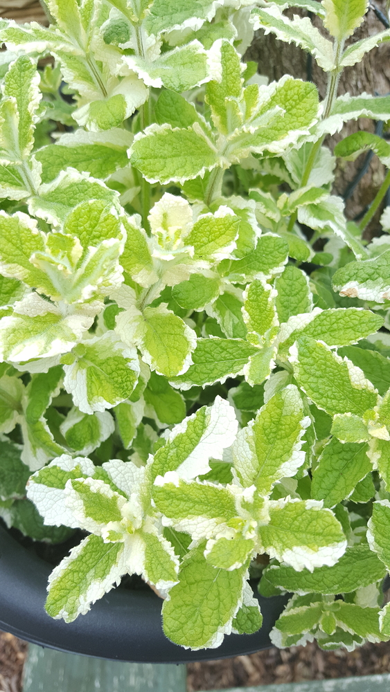 Plantenfiche-Mentha-x-rotundifolia-Variegata-bonte-ananasmunt-