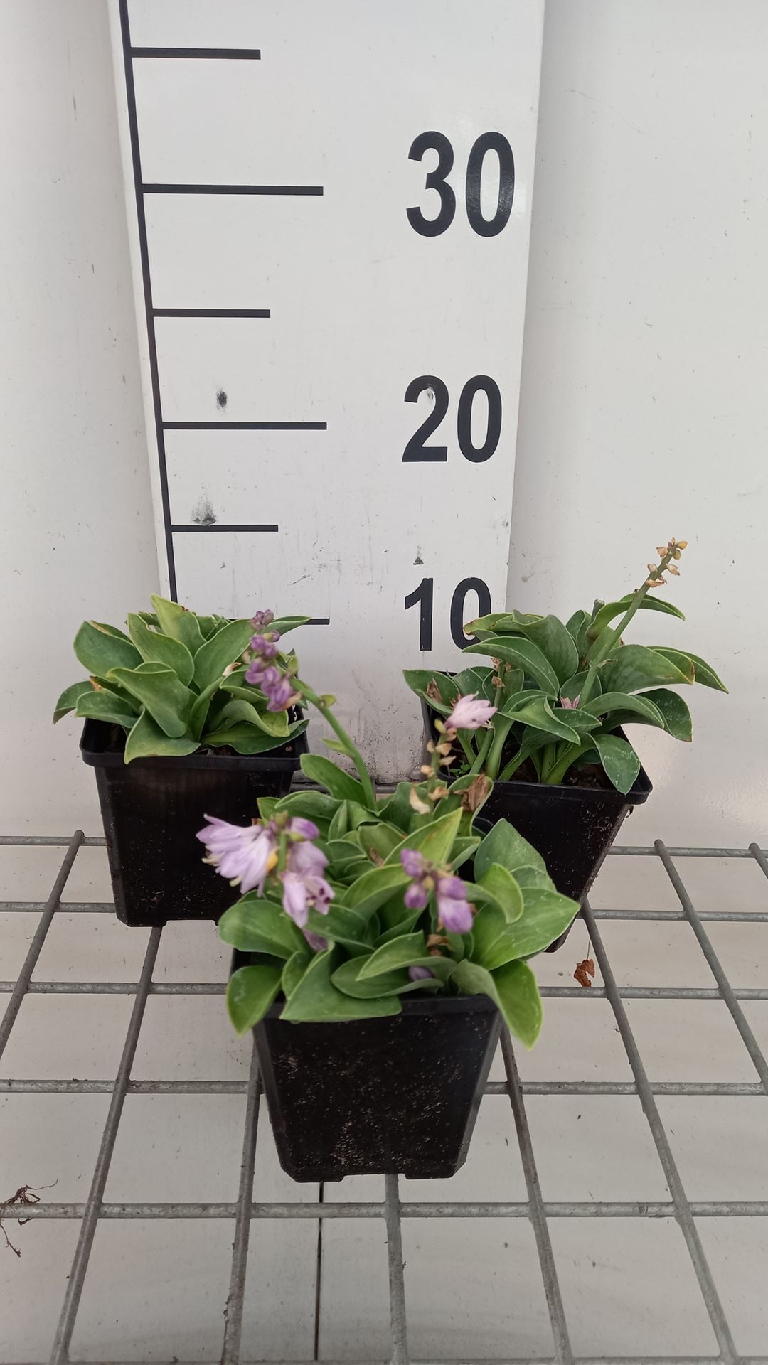 Hosta 'Blue Mouse Ears' - pot 9x9 cm