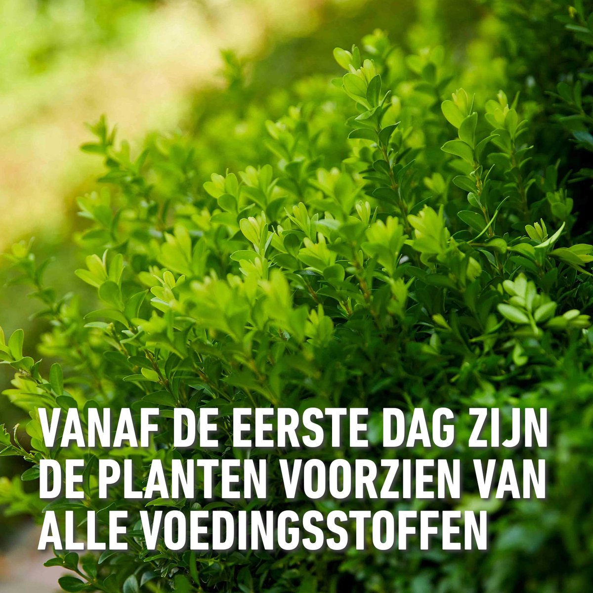 Compo Meststof Buxus & Ilex 2kg - directe en lange werking 6 maanden