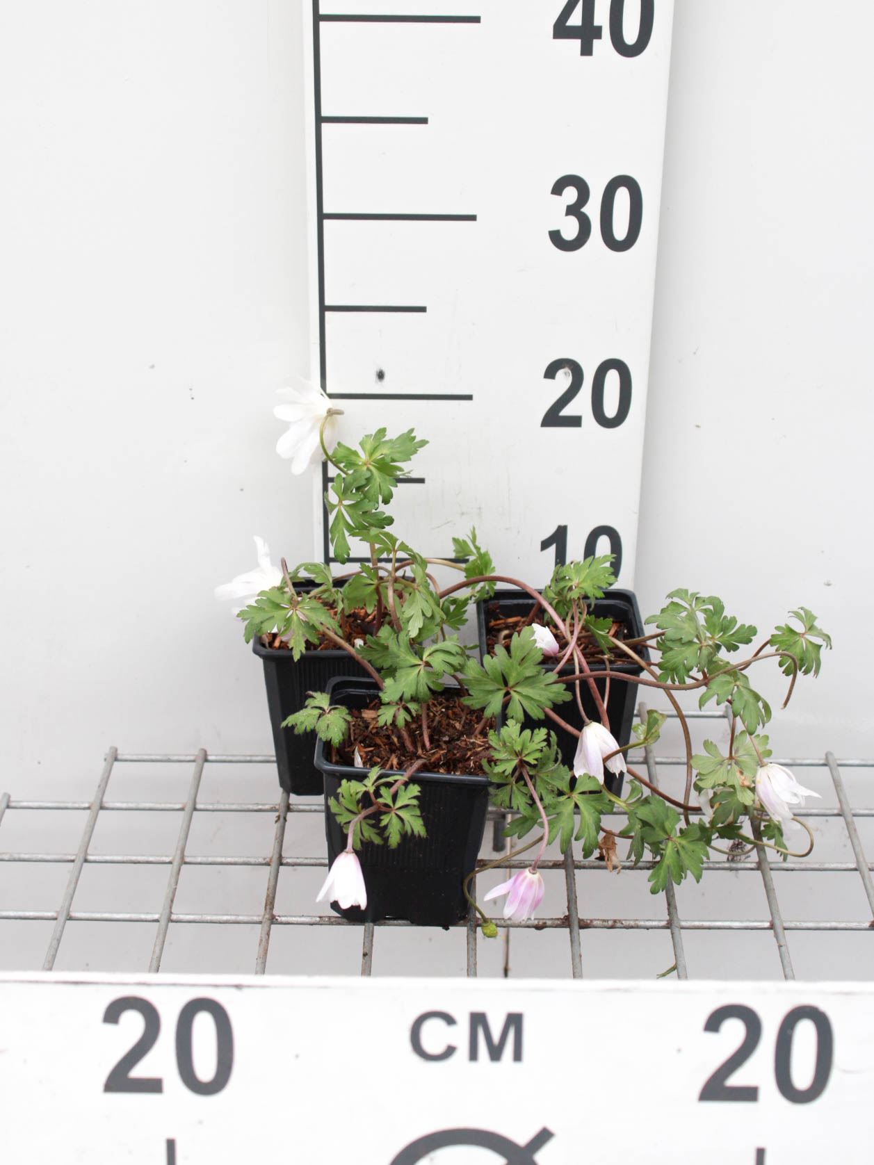 Anemone blanda 'White Splendour' - pot 9x9 cm