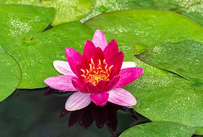 Nymphaea 'Pygmaea Rubra' - pot 11x11 cm