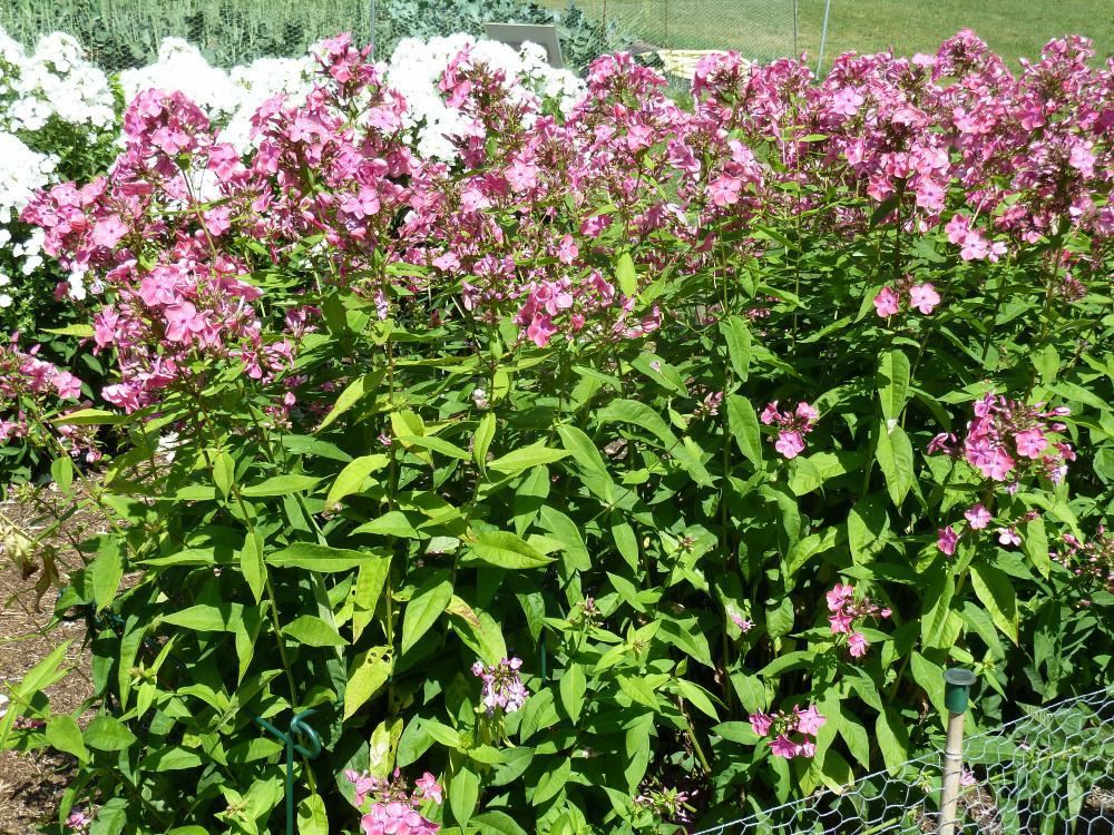Plantenfiche-Phlox-Rijnstroom-
