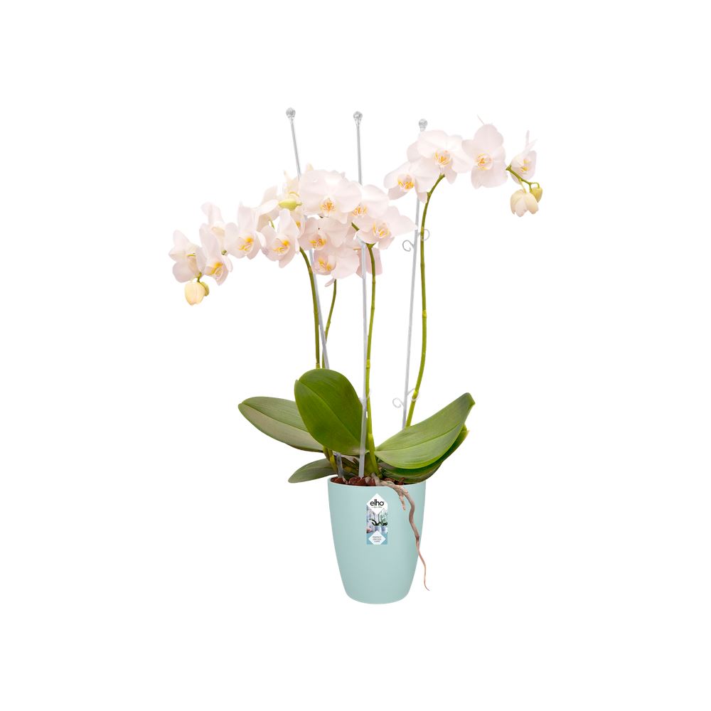 Bloempot-brussels-orchidee-hoog-12-5cm-transparant