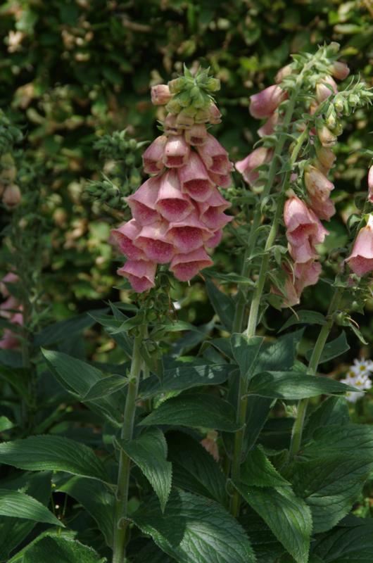 Plantenfiche-Digitalis-Mertonensis-