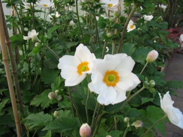 Plantenfiche-Anemone-x-hybrida-Honorine-Jobert-