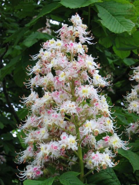 Plantenfiche-Aesculus-hippocastanum