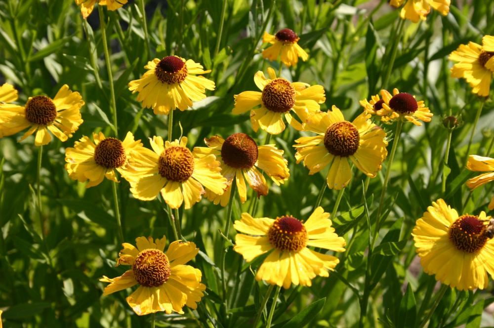Plantenfiche-Helenium-Wesergold-